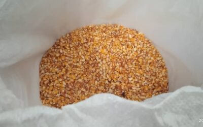 Donativo de semillas permitirá a Granma incrementar las plantas oleaginosas