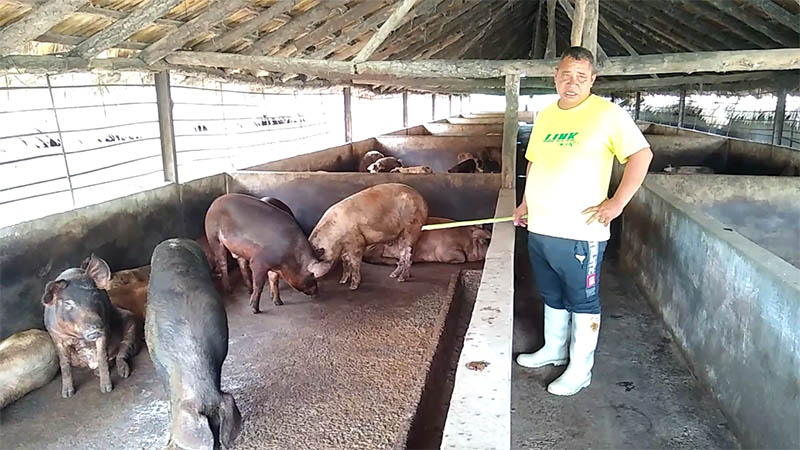 El renacer de un porcicultor