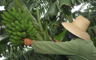 Mejores resultados, rol que le corresponde al sector agropecuario tunero