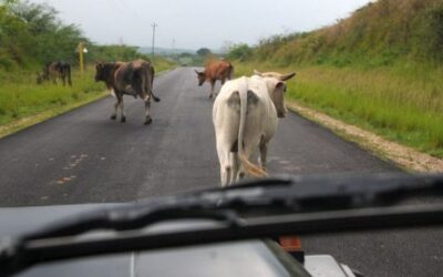 Las Tunas previene accidentes por animales en la vía