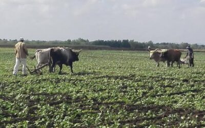 Unidades agropecuarias impulsan la tracción animal