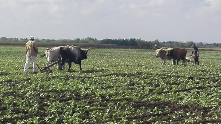 Unidades agropecuarias impulsan la tracción animal