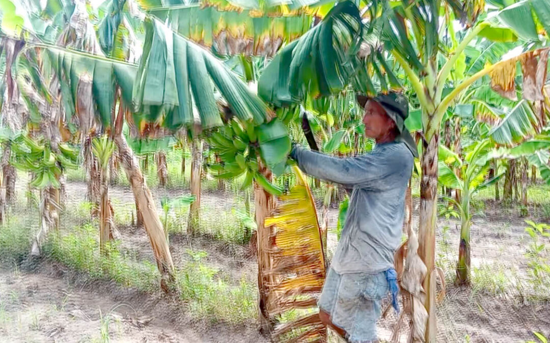 Paso a paso, en Las Tunas se pueden lograr buenas cosechas