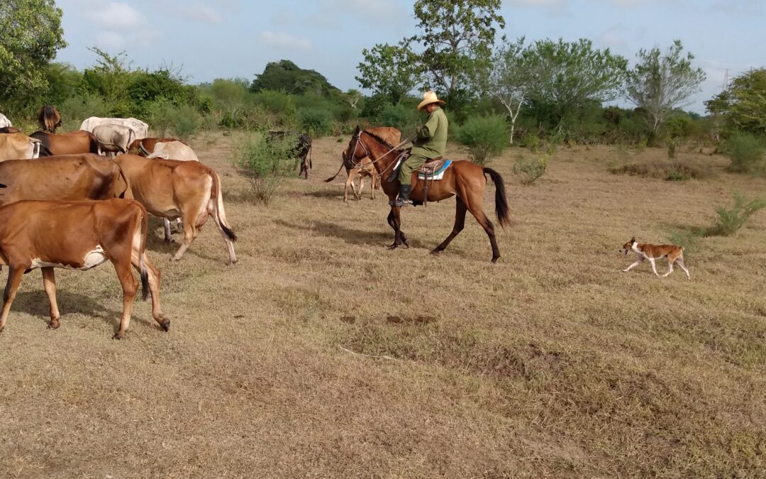 Reconocen valor de los pastizales