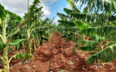 Consolida su desarrollo polo productivo de Jesús Menéndez