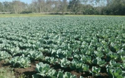 Destaca labor de productores en «Colombia»