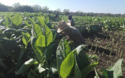 Tabacaleros de Colombia avanzan en sus planes