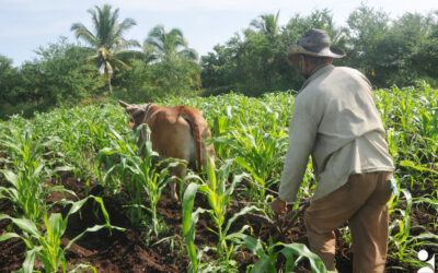 Sector agropecuario tunero frente a otro año de desafíos