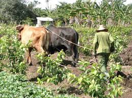 Agropecuarios tuneros enfrentan la actual contingencia