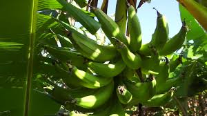 Impulsan siembra de plátano extradenso