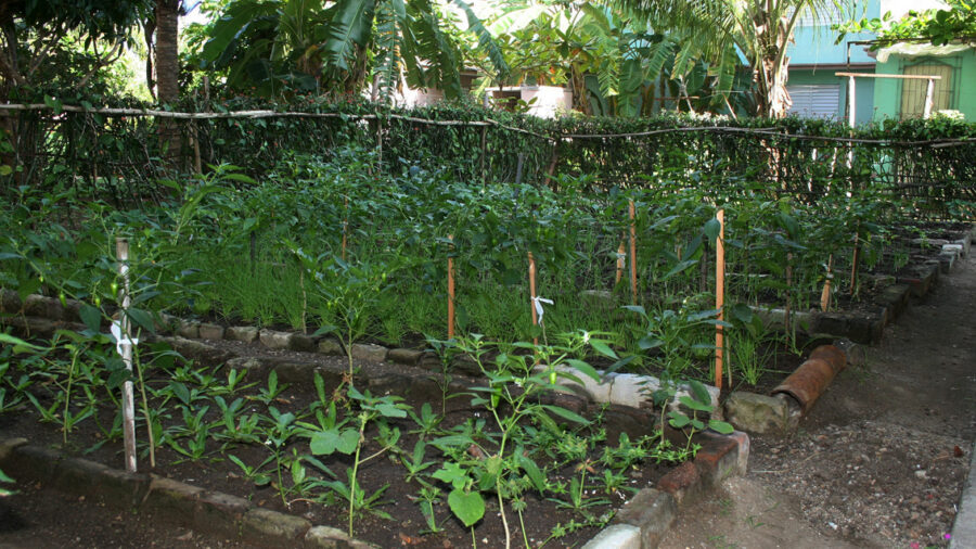 Prevén incorporar nuevos patios a la producción de alimentos