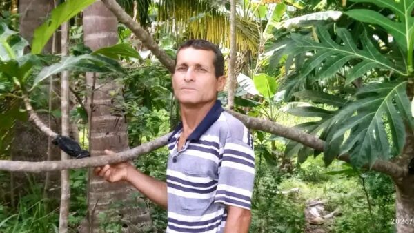 Multiplican posturas de guapén en Las Tunas