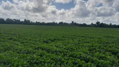 Cosechan frijoles en finca La Marisela, de Puerto Padre