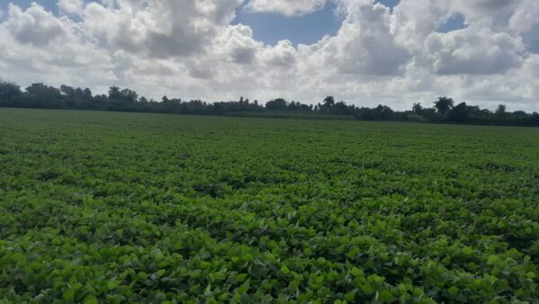 Cosechan frijoles en finca La Marisela, de Puerto Padre