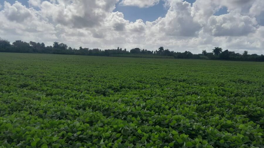 Cosechan frijoles en finca La Marisela, de Puerto Padre