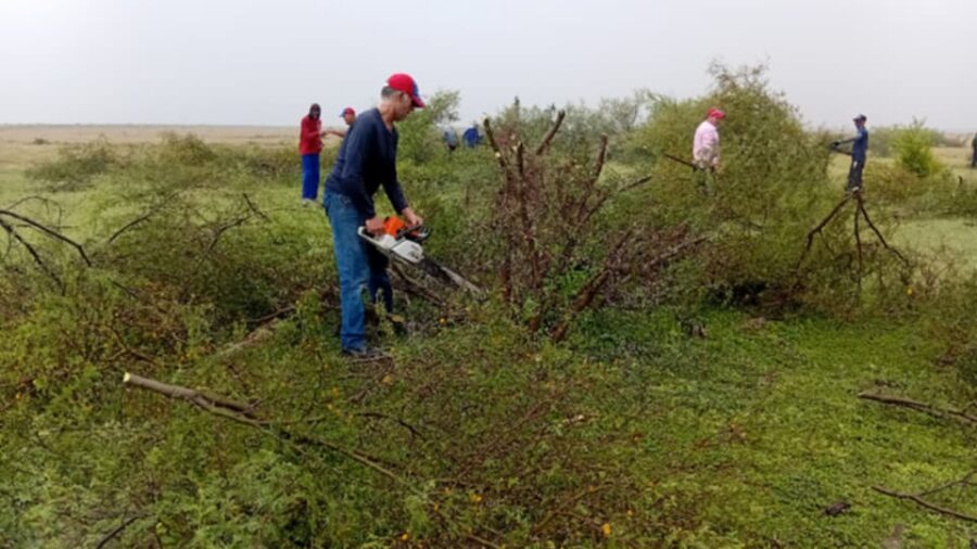 Jornada productiva moviliza a varios sectores en área ganadera en Puerto Padre 