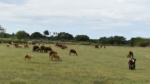 Destacan potencialidades para la crianza de cabras y carneros