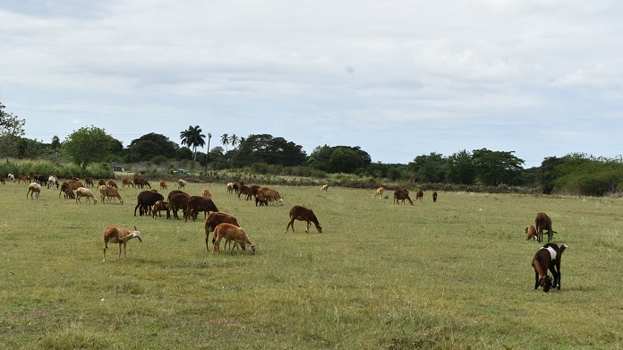 Destacan potencialidades para la crianza de cabras y carneros