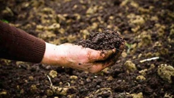 Aplican conocimientos científicos a la producción de alimentos