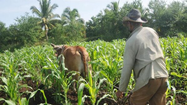 Campesinos tuneros apoyan a la Anap en su aniversario 65