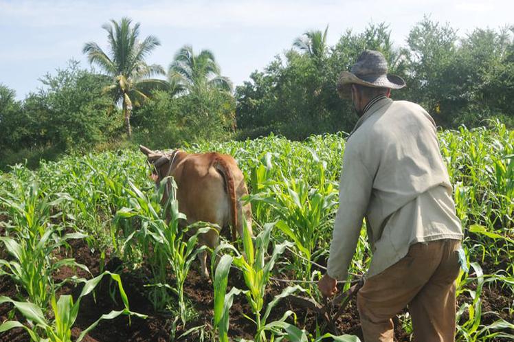 Campesinos tuneros apoyan a la Anap en su aniversario 65