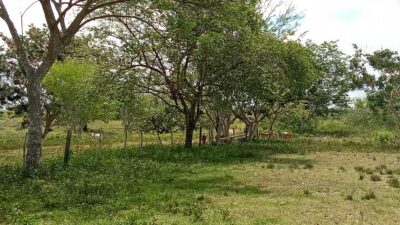 Impulsan el uso de cercas vivas en áreas ganaderas