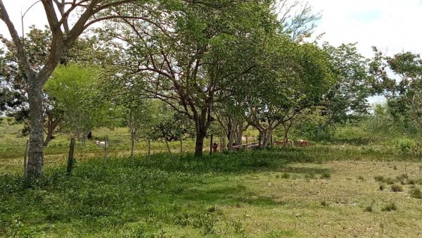 Impulsan el uso de cercas vivas en áreas ganaderas
