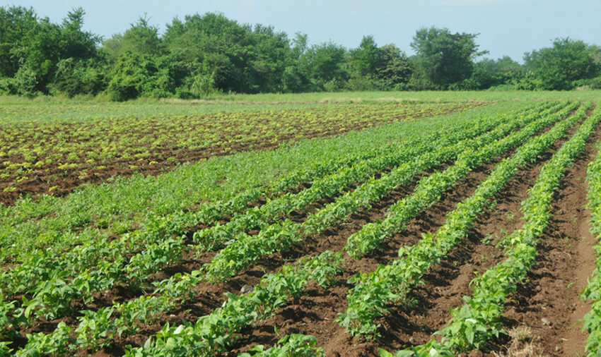 Agricultores tuneros cumplen primeros meses de la campaña de siembra