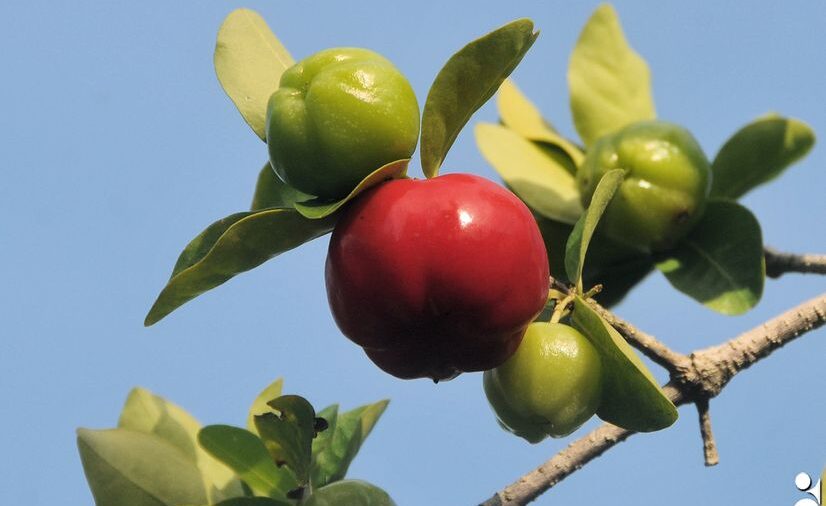 Si sembráramos más frutas…