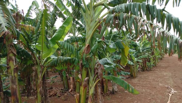 Incrementan áreas para polos productivos en Las Tunas