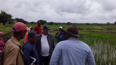 Constata Primer Secretario del Partido de Las Tunas producción de alimentos en Amancio