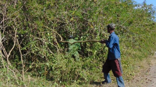 Marabú, obstáculo a la producción de alimentos