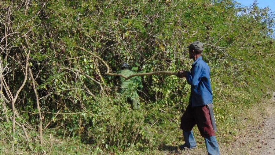 Marabú, obstáculo a la producción de alimentos