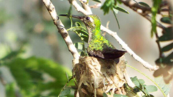 El ciclo de vida del colibrí: arquitecto y guardián del aire