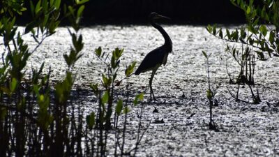 Las Tunas y su destacado quehacer medioambiental