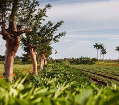 Viento, beneficios y perjuicios en el sector agropecuario