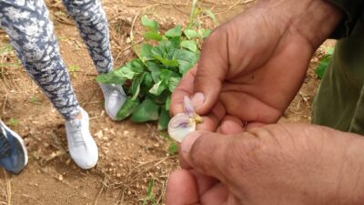 Fitosanitarios tuneros apoyan soberanía alimentaria 