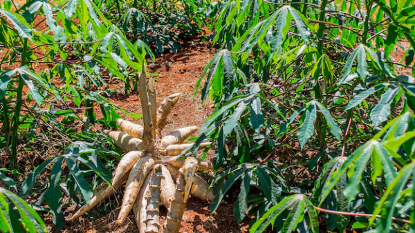Yuca, cultivo con potencialidades en Las Tunas