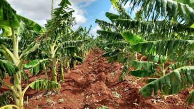 Resultados y retos del sector agropecuario