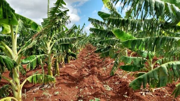 Resultados y retos del sector agropecuario