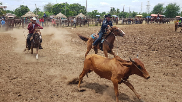 Rodeo en Majibacoa: raíces que no se sueltan
