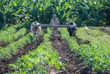 Productores tuneros protegen los suelos