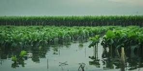 Agua, recurso estratégico para el sector agropecuario