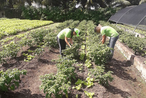 Introducen cambios en la entrega de tierras en usufructo