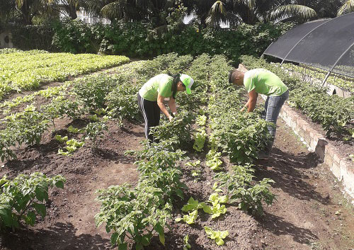 Introducen cambios en la entrega de tierras en usufructo
