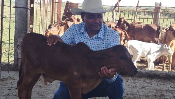 Ganadero de Las Tunas merece premio Guillermo Leyva